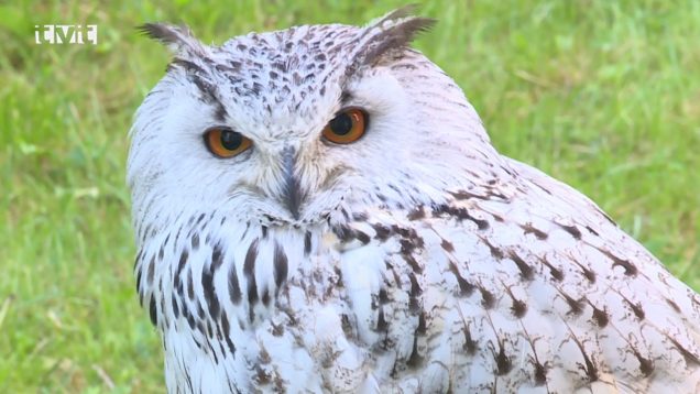 Dravce z celého sveta lietali nad martinskými chodníkmi