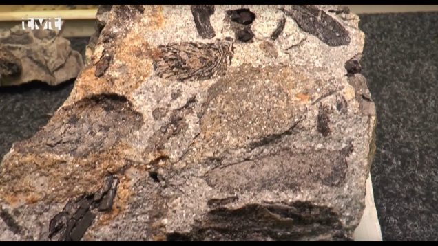 Pri rozširovaní martinskej skládky odpadu sa našli paleontologické skvosty