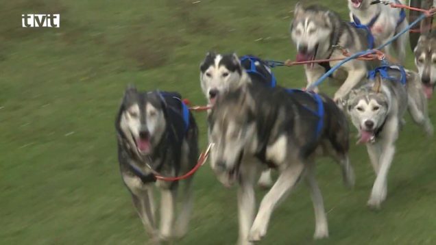Na Drienku sa konali majstrovstvá Slovenska v psích záprahoch