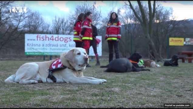 Na cvičisku vo Vrútkach sa kynológovia a záchranárske psy cvičili vo vyhľadávaní stratených osôb