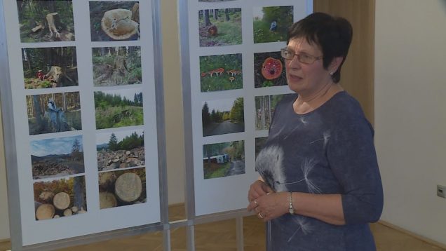 Obrázkami na pňoch sa pani Eva Kuciaková opäť pokúša o zápis do Slovenskej knihy rekordov