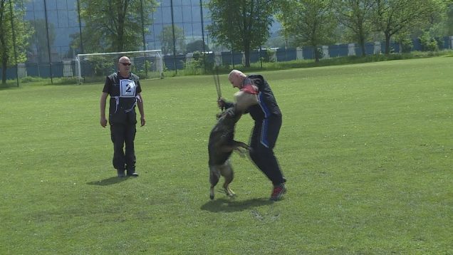 V Žabokrekoch súťažili záchranárske psy so svojimi psovodmi