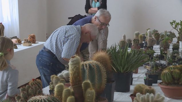 Členovia Spolku priateľov kaktusov pripravili vo Vrútkach výstavu svojich pichľavých miláčikov