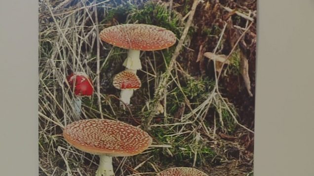 Pani Eva Kuciaková sa pokúša o ďalší zápis do knihy rekordov aj s muchotrávkami