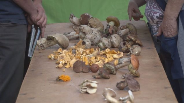 Návštevníci martinského skanzenu mohli vidieť všetko čo nám ponúka príroda okolo nás