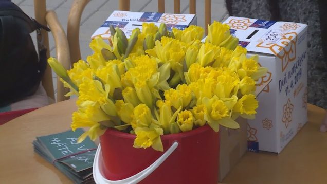 Prispieť do zbierky ku Dňu narcisov pre onkologických pacientov budete môcť na jeseň