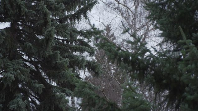 V období vegetačného pokoja je možné realizovať výrub stromov