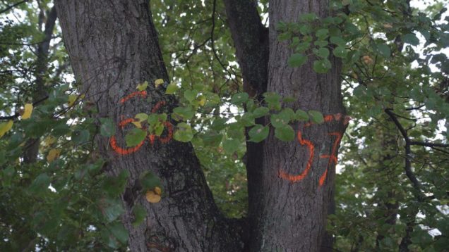 Žiadosť o výrub 63 kusov stromov zdvihol vlnu nevôle obyvateľov. Skutočný stav drevín bude posudzovať komisia na miestnej obhliadke