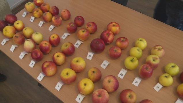 <strong><u>Vo Vrútkach prebiehala degustácia jabĺk. Počas nej návštevníci ochutnali viac ako 40 jabĺčok. Skúmali ich vzhľad, vôňu, sladkosť, šťavnatosť a mnoho iného</u></strong>