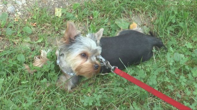 Psie exkrementy znepríjemňujú obyvateľom život, na smetných nádobách sú piktogramy pre nevidiacich, v kraji klesol počet ľudí ohrozených chudobou, obec Blatnica odkúpila od štátu kaštieľ a kúriu