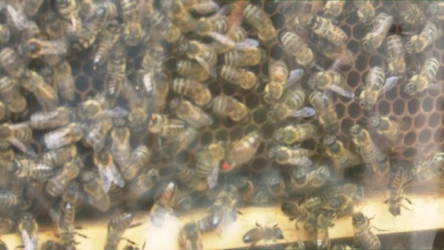 Turčianske medobranie a vodosláva 2023