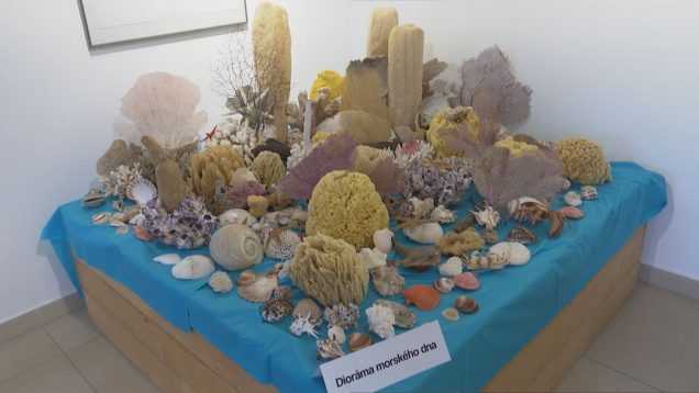 Ukážka morského dna, koraly, hviezdice, lastúrniky, ulitníky aj ježkovia sú vystavené v Múzeu A. Kmeťa