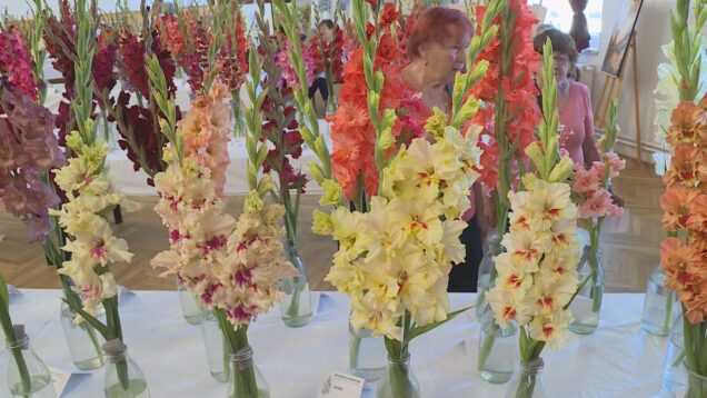 Medzinárodná výstava kvetov krehkej krásy –  nádherných gladiol všetkých farieb, odtieňov a vzorov rozžiarila priestory kultúrneho domu, ale aj tváre tých, ktorí si ju nenechali ujsť