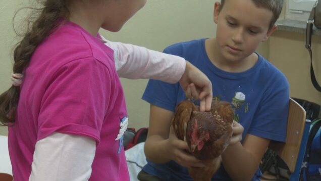 Psíky, mačky, morčatá či škrečky, v triede bola dokonca aj sliepka. Žiaci na vyučovaní prezentovali o svojich zvieratkách dôležité informácie