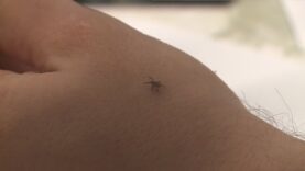 Hrozí nebezpečenstvo kliešťov v letnom období. Ako správne reagovať v prípade uhryznutia