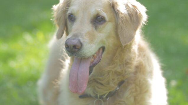 Veterinár odporúča praktické rady pre majiteľov, ako ochrániť svojich miláčikov pred vlnami horúčav