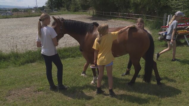 Hovorí sa, že najkrajší pohľad na svet je z konského chrbta. No aby nás koník vozil, treba mu dopriať aj patričnú starostlivosť