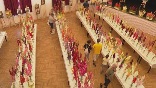 Nádherné kvety očarili. Vysoké stonky a farebné tóny od sýtych po jemné dodali medzinárodnej výstave neopakovateľnú eleganciu