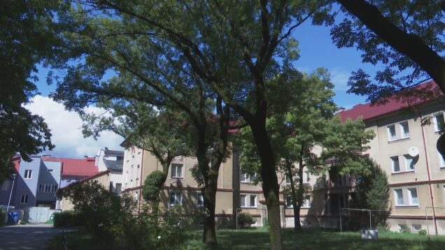 Elegantne vyzerajúci strom, ktorý môže ničiť chodníky i domy, rastie aj v Štúrovej štvrti. Dôležitá je jeho správna likvidácia https://youtu.be/LjSLPcWcvHg