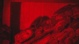 Múzeum Andreja Kmeťa na niekoľko týždňov „obsadili“ šváby. Druhy návštevníkov zaujali veľkosťou, farbou aj neobyčajným spôsobom života