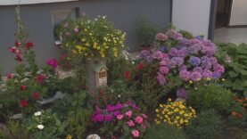 Okolie bytových domov v Košútoch sa postupne mení na kvetinový raj. Predzáhradky však nie sú len o kráse, ich bonusom je fakt, že upevňujú susedské vzťahy