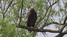 Z celosvetového hľadiska každý dvadsiaty orol krikľavý hniezdi na Slovensku
