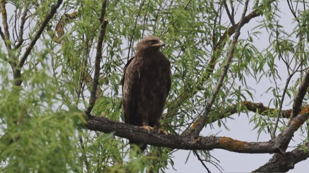 Z celosvetového hľadiska každý dvadsiaty orol krikľavý hniezdi na Slovensku