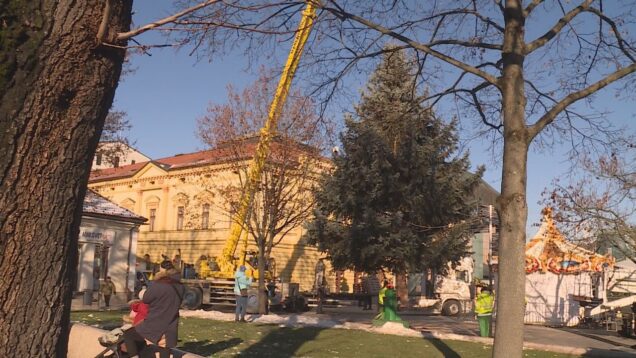 Strom na Divadelnom námestí už je  na svojom mieste. Tentoraz dominantu martinských sviatkov tvorí majestátny smrek pichľavý