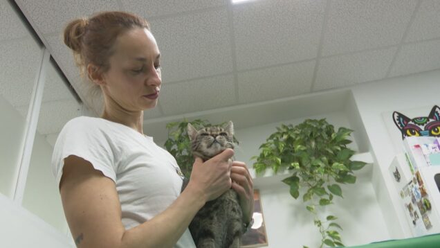 Veterinárka radí: nedávajte psom a mačkám lieky určené pre ľudí, môžu im vážne ublížiť alebo ich dokonca zabiť