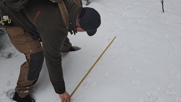 Na 70-tisíc hektároch hľadali pobytové znaky šeliem. Stopovanie prinesie nové údaje o ich výskyte a početnosti
