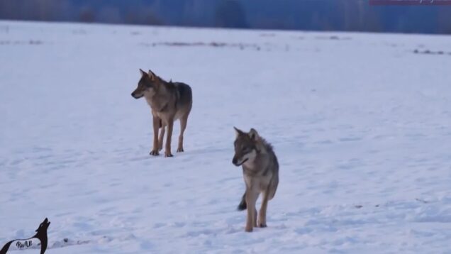 Šelma sa pohybuje medzi Malou a Veľkou Fatrou, jej výskyt v okolí obcí je skôr výnimočný