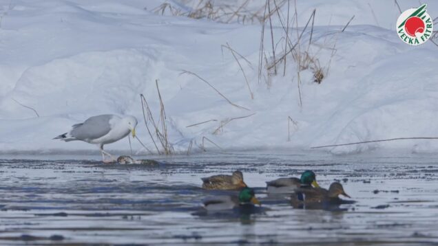V Turci žije 28 druhov vodných vtákov. Zimný monitoring zaznamenal viac ako 4 600 jedincov