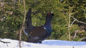 Hlucháň v toku môže stratiť plachosť