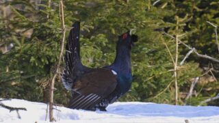 Hlucháň v toku môže stratiť plachosť