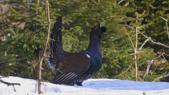 Hlucháň v toku môže stratiť plachosť