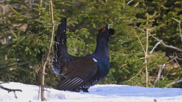 Hlucháň v toku môže stratiť plachosť