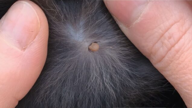 Kliešte útočia aj v mestách, preto chráňte svojho psa počas celého roka