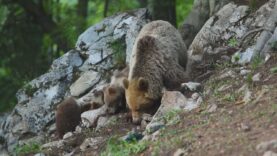 Príroda sa prebúdza a medvede opúšťajú svoje brlohy.