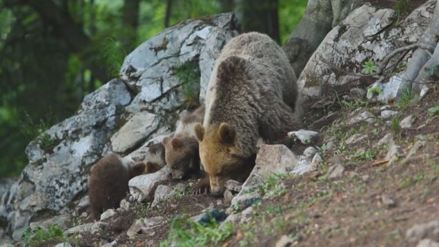 Príroda sa prebúdza a medvede opúšťajú svoje brlohy.