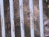 Po odchyte problémového medveďa veterinári vykonali jeho vyšetrenie, nasadili GPS obojok a odborníci následne aplikovali averzívnu terapiu.