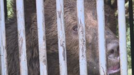 Po odchyte problémového medveďa veterinári vykonali jeho vyšetrenie, nasadili GPS obojok a odborníci následne aplikovali averzívnu terapiu.