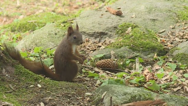 Mnohí ani netušia, čo sa nachádza za múzeom na kopci. Vidieť tú krásnu záhradu sa naozaj oplatí
