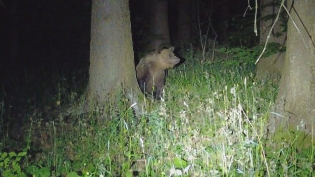Ochranári boli nútení eutanazovať ďalšiu medvedicu v Jasenskej doline pri Martine