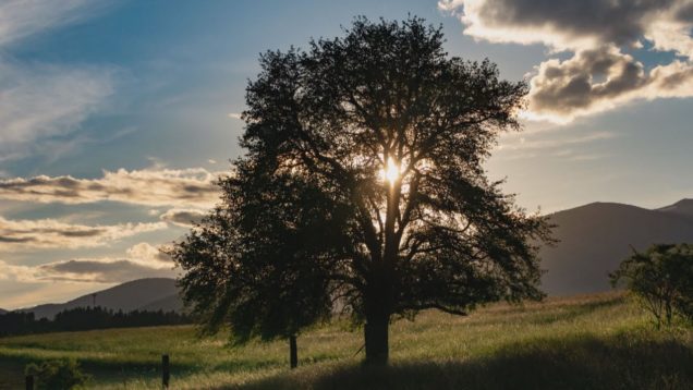 Opravujú sa cesty, štvrť milióna eur na chodníky na Robotníckej ulici, okno do histórie, strom roka