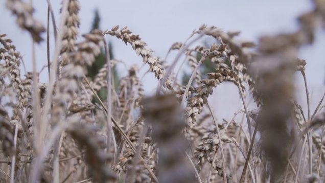 Poľnohospodárov potrápilo v tomto týždni daždivé počasie