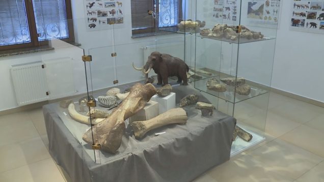 V Múzeu Andreja Kmeťa nájdete prezentáciu skamenených rastlín a živočíchov ￼