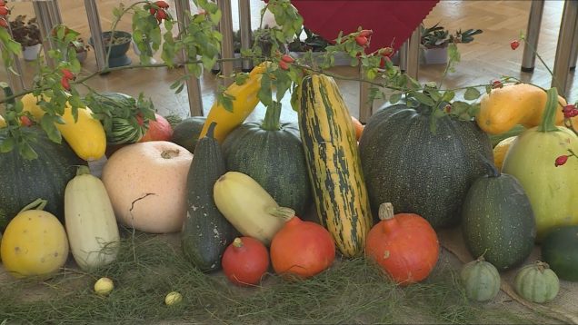 Vrútockí záhradkári aj v tomto roku pripravili unikátnu výstavu a opäť to bola pastva pre oči